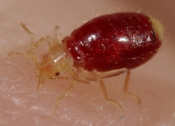 Bed bug control in Yorkshire
